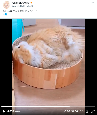 ゆなせ　ねこ