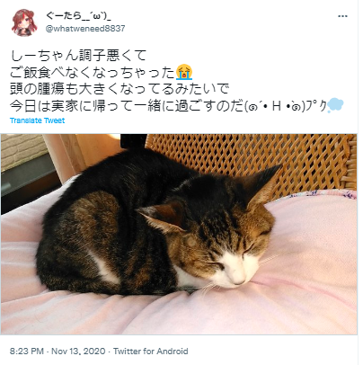 ぐーたら 猫