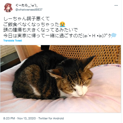 ぐーたら　猫